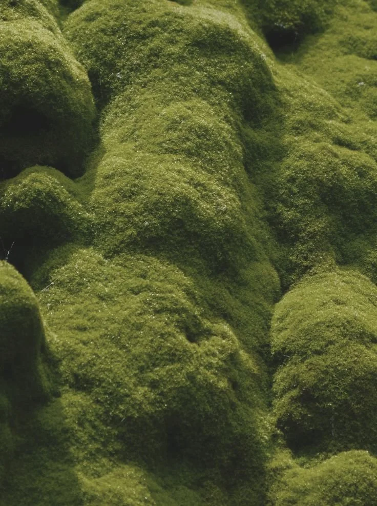 Close-up of green moss-covered rocks or objects.