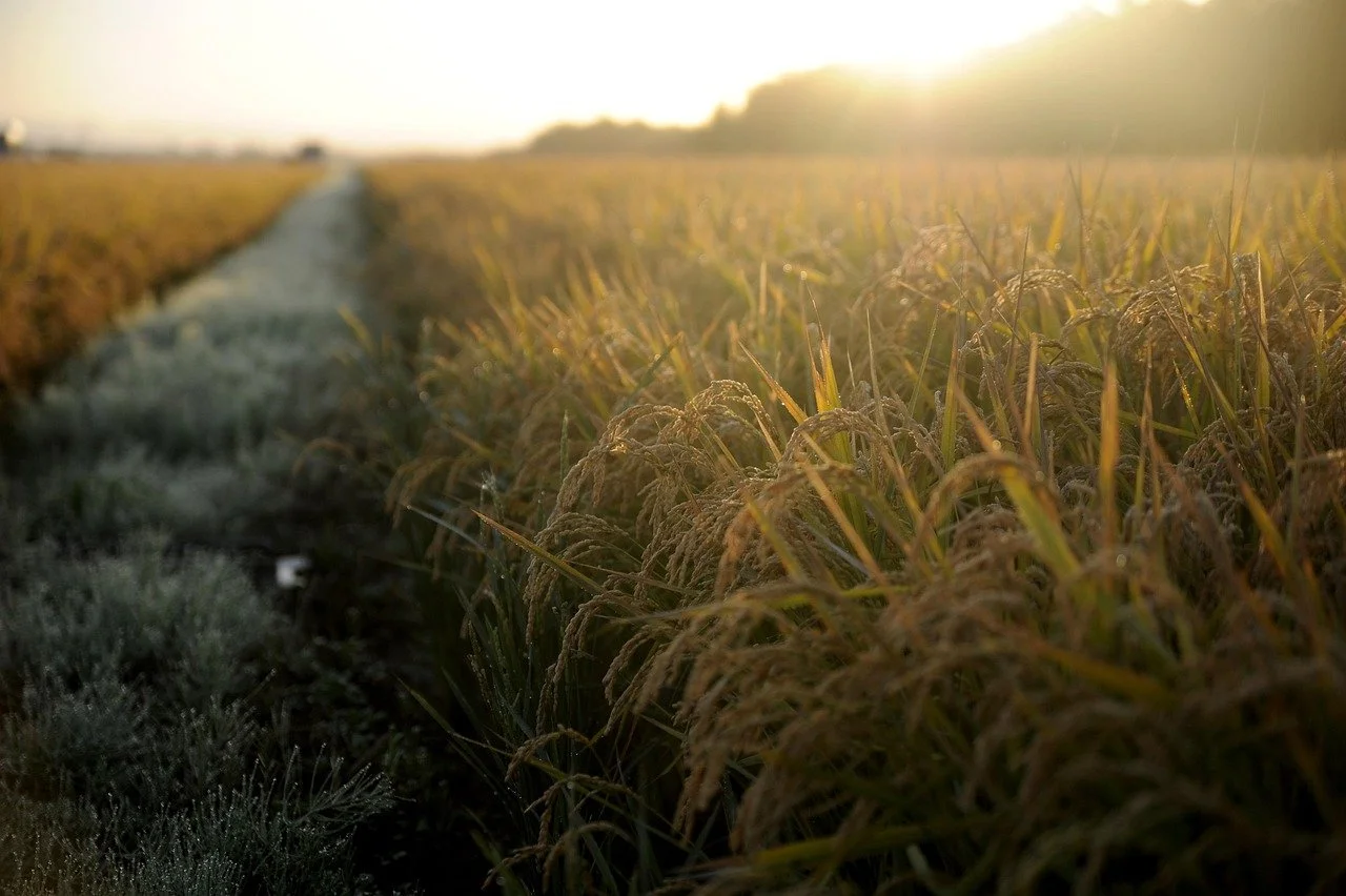 Close-up of golden rice grass at sunset symbolizing a prime building plot for custom development and secure foreign land ownership structures in the Hua Hin countryside.