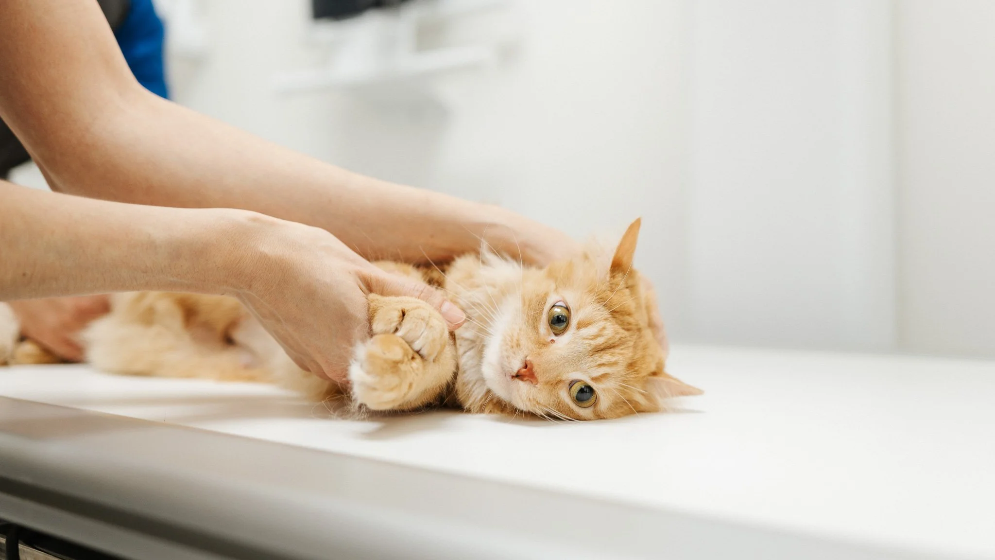 Tomken Veterinary Hospital