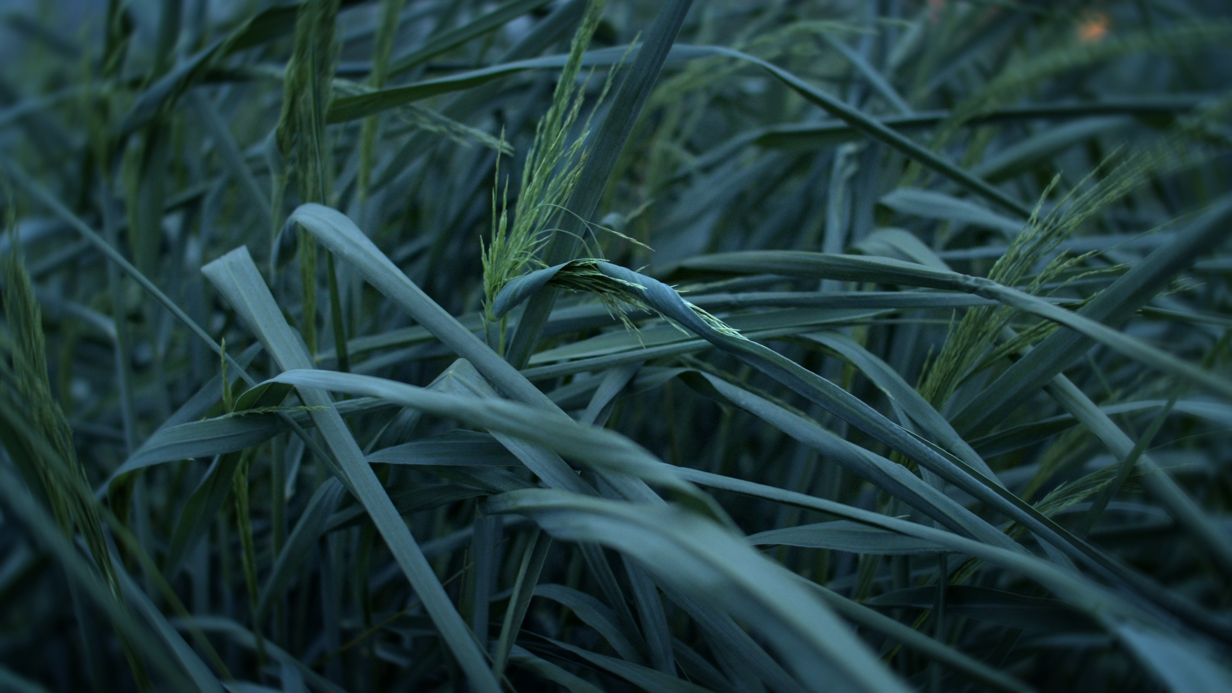 vlcsnap-2025-11-19-12h46m55s037.png