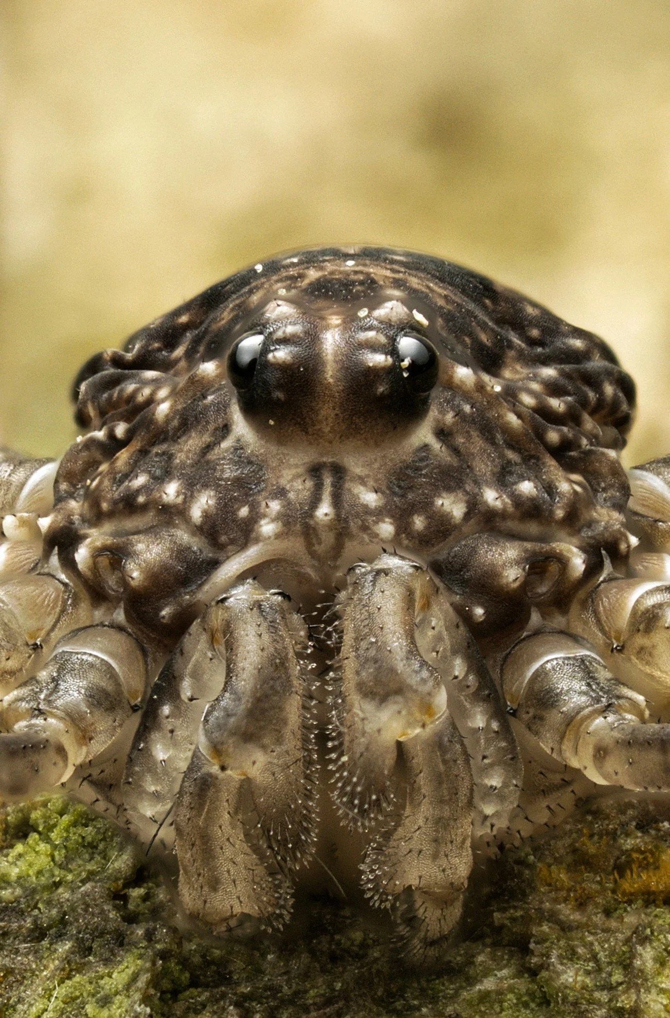 spinnetje gavers klaar (1)~2.jpg