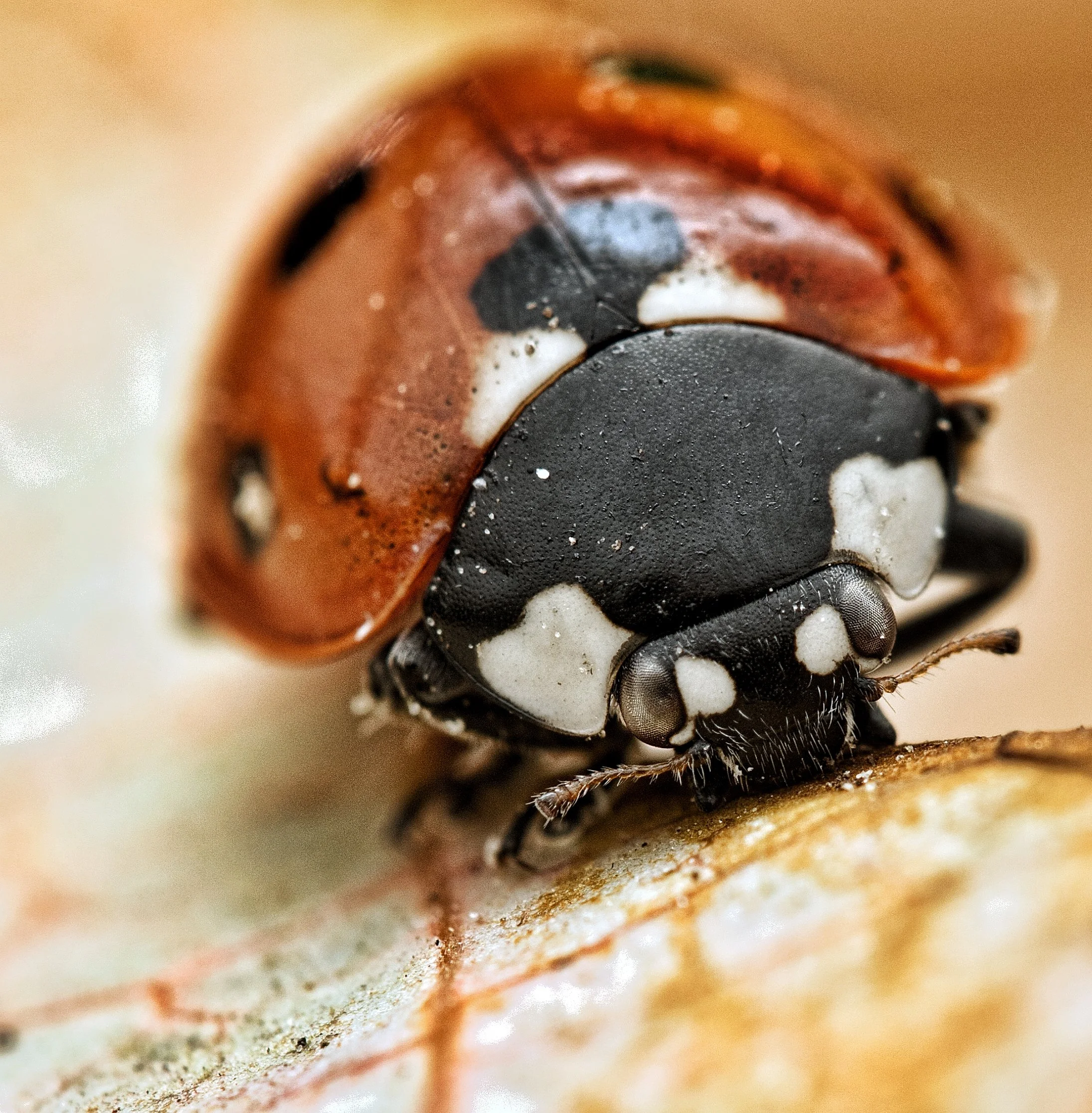 lieveheersbeestje af (1).jpg