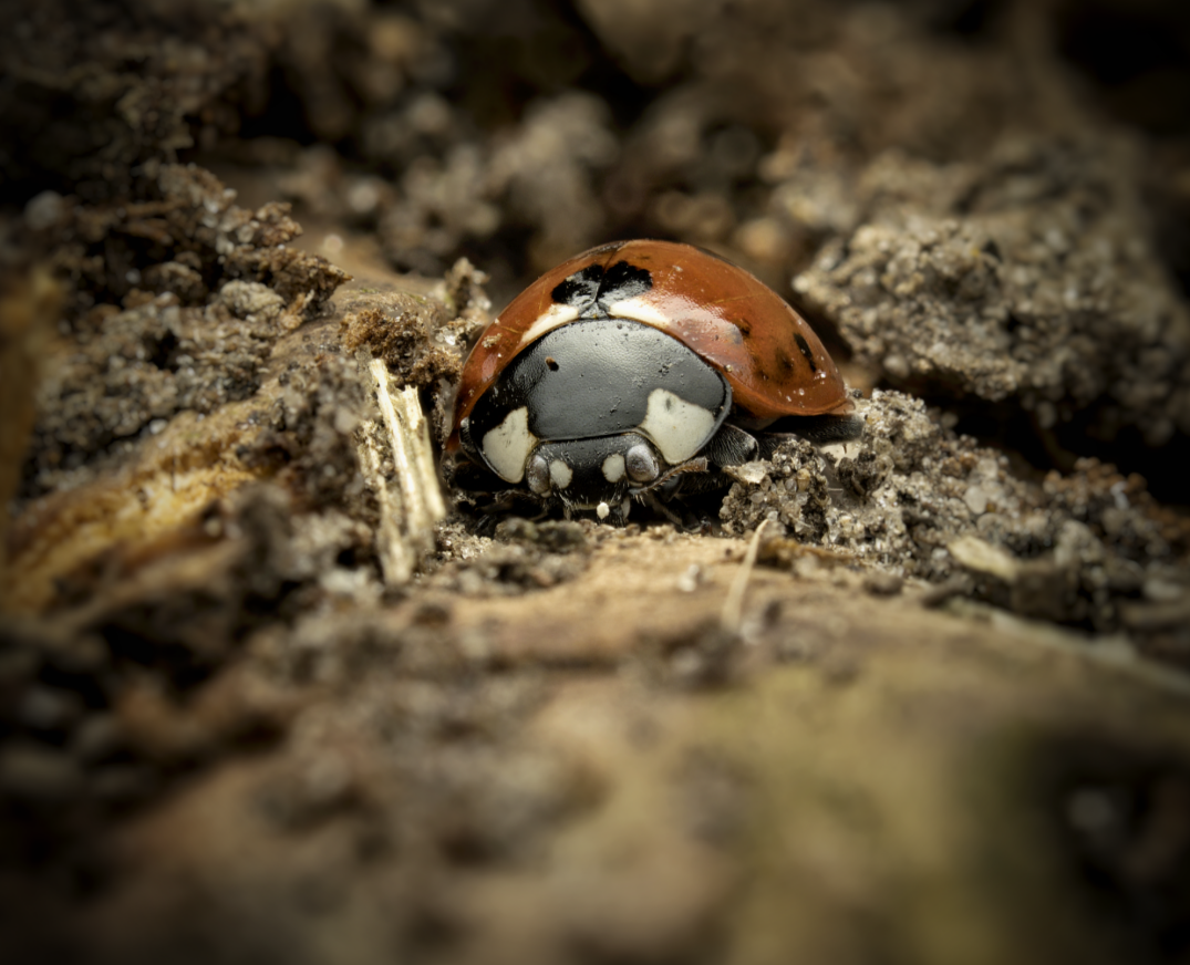 Screenshot_20260225-171659_Koppeling met Windows.png