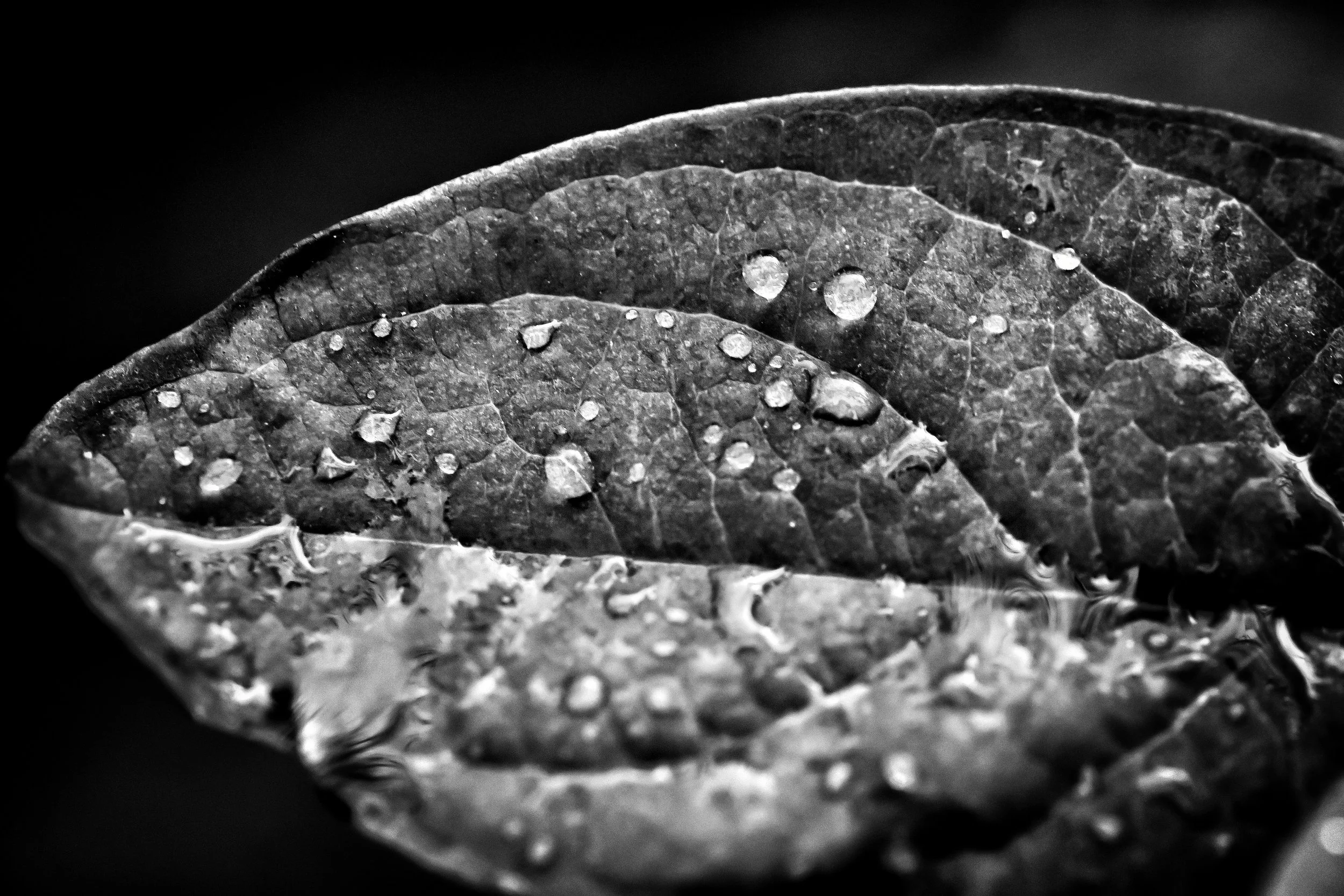 blad met druppels (1).jpg