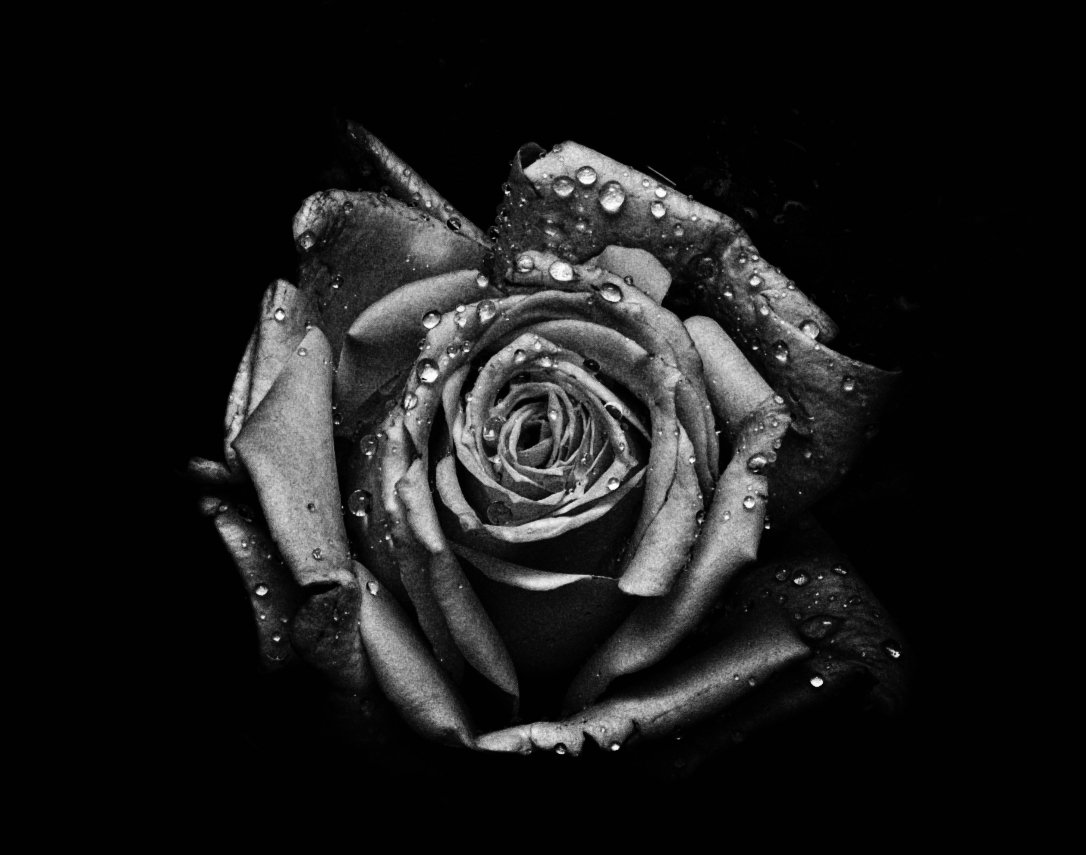 FLORAL ANATOMY

Series: Abstract Elements
Edition: Limited Edition 1/10
Medium: Archival Pigment Print on Fine Art Paper

INQUIRE FOR ACQUISITION