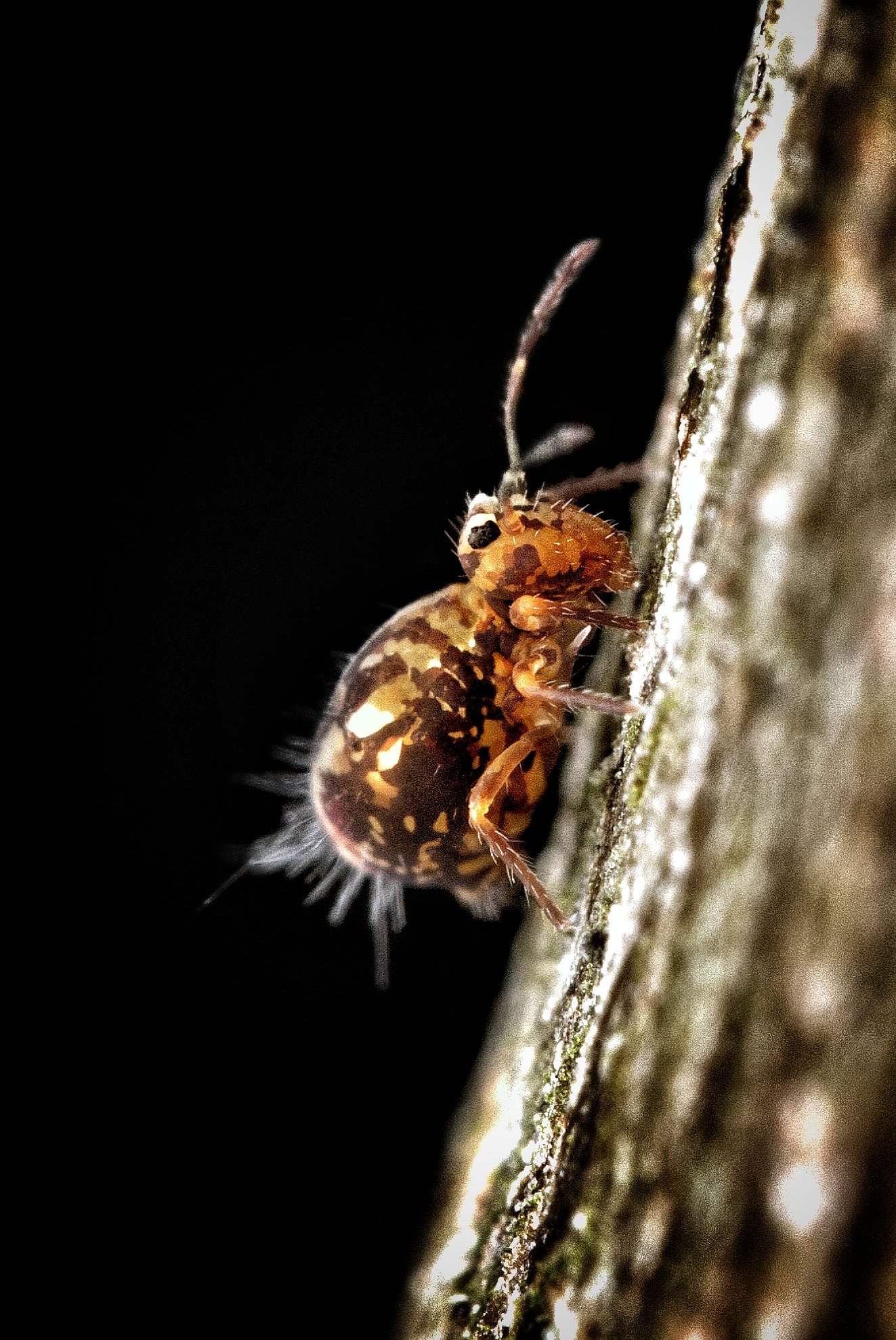 klein beestje boom 2 (1).jpg