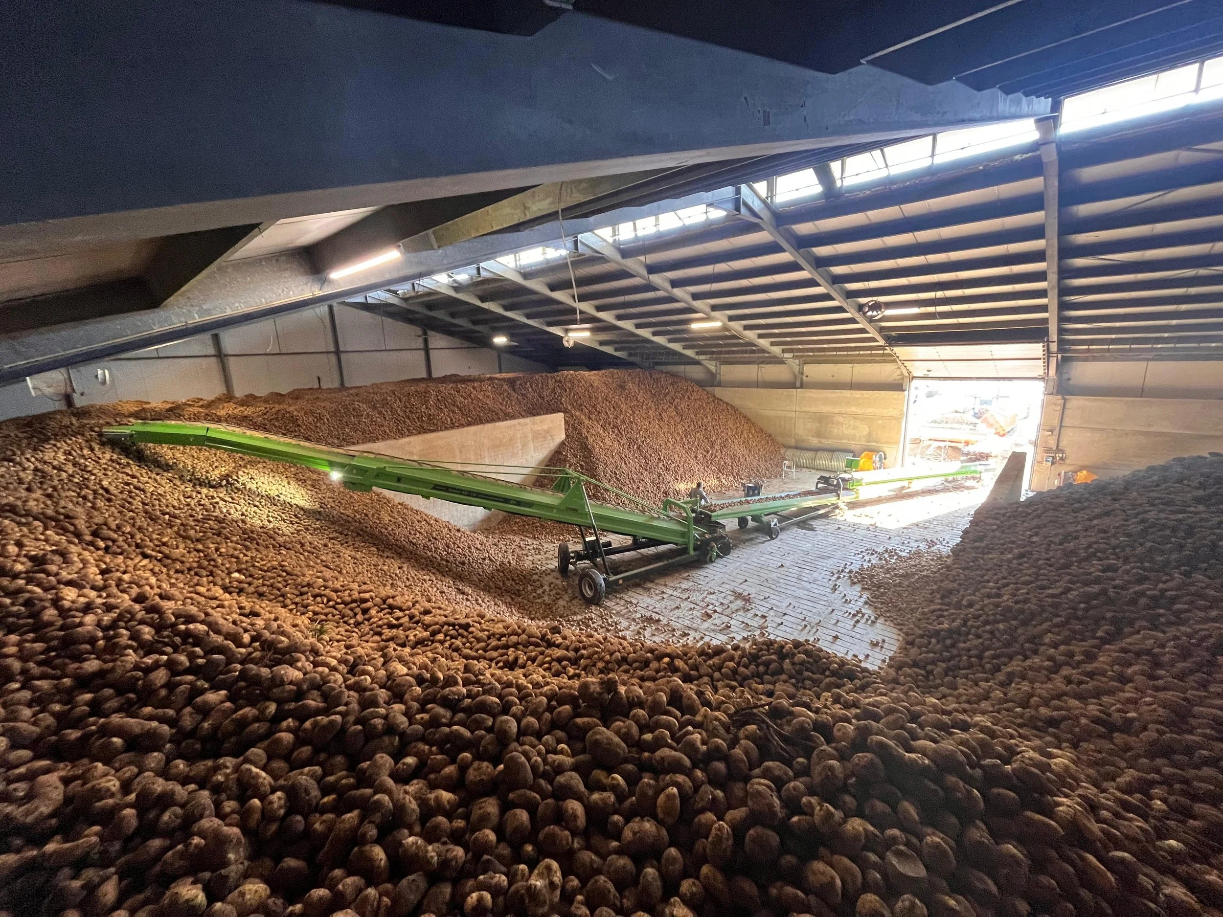 Binnenkant van een grote opslagruimte of hall met een hoog plafond en metalen dakstructuur. Er liggen grote bergen gerijpte hazelnoten op de vloer, en er is apparatuur aanwezig, mogelijk voor verwerking of opslag.