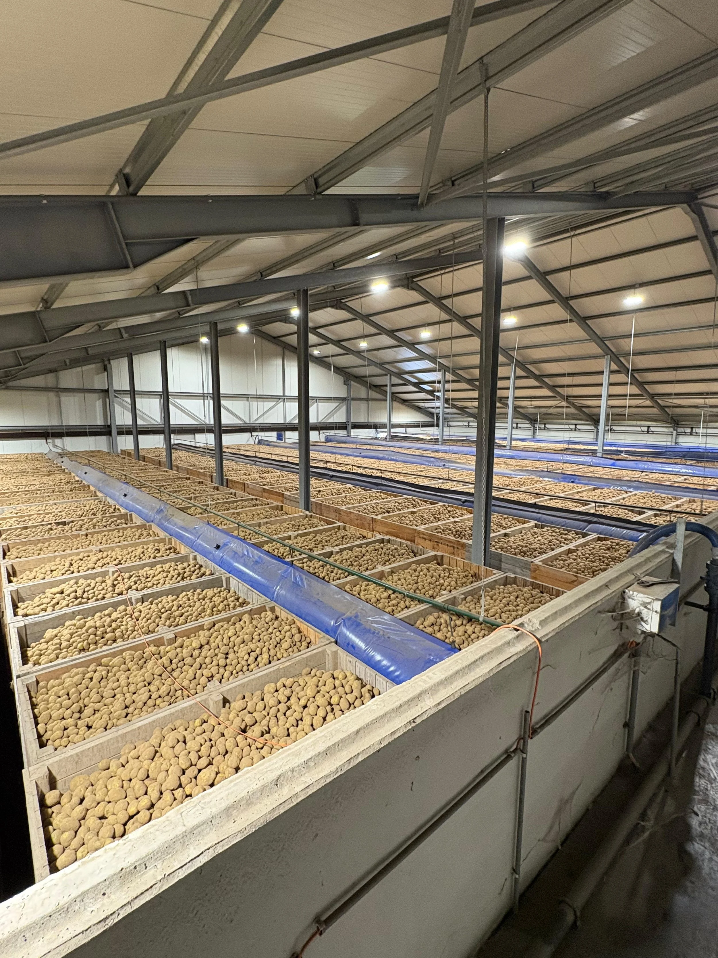 Binnen een grote kas of groeiloods, met rijen bakken gevuld met aardappels of knollen, en een metalen structuur van het plafond en de lampen boven de bakken.