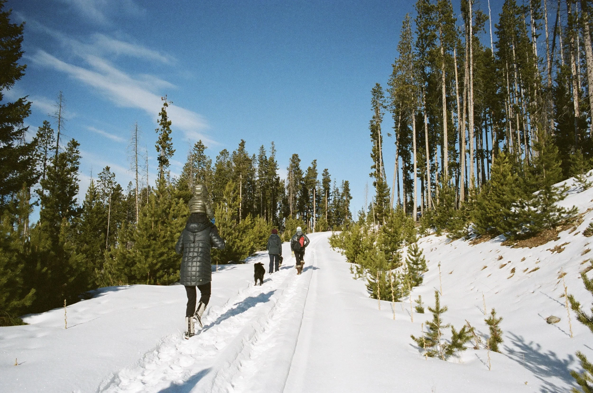 Group of people hiking on a snowy trail through a forest with tall pine trees on a sunny day.