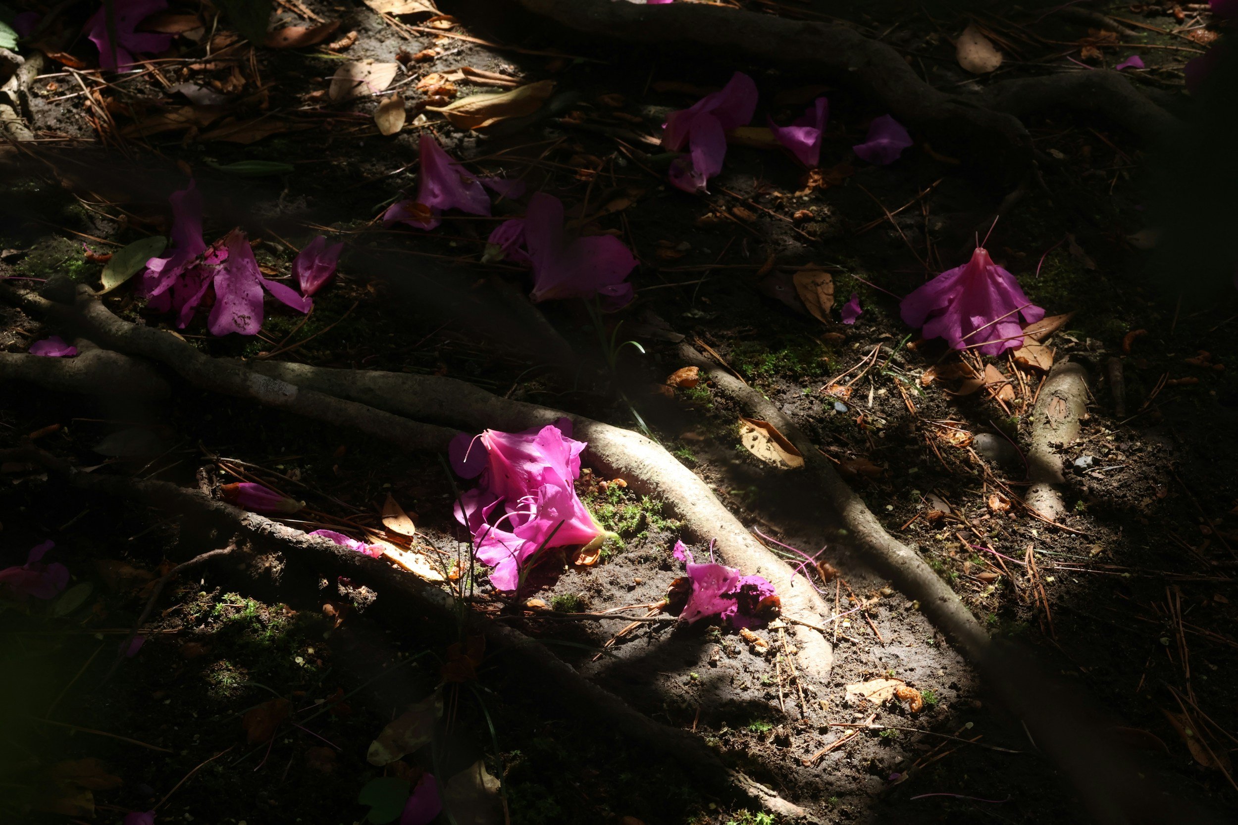 Ground covered with pink flower petals, small sticks, leaves, and patches of sunlight in a natural outdoor setting.