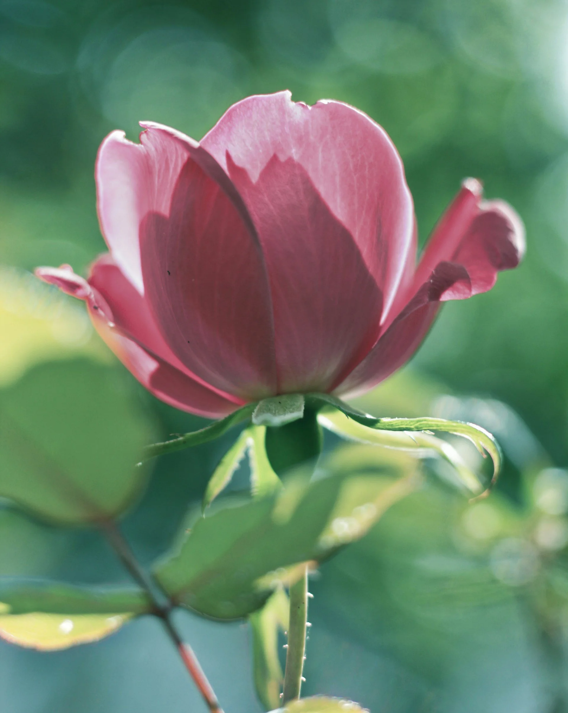 Close-up of a pink flower with green blurred background.