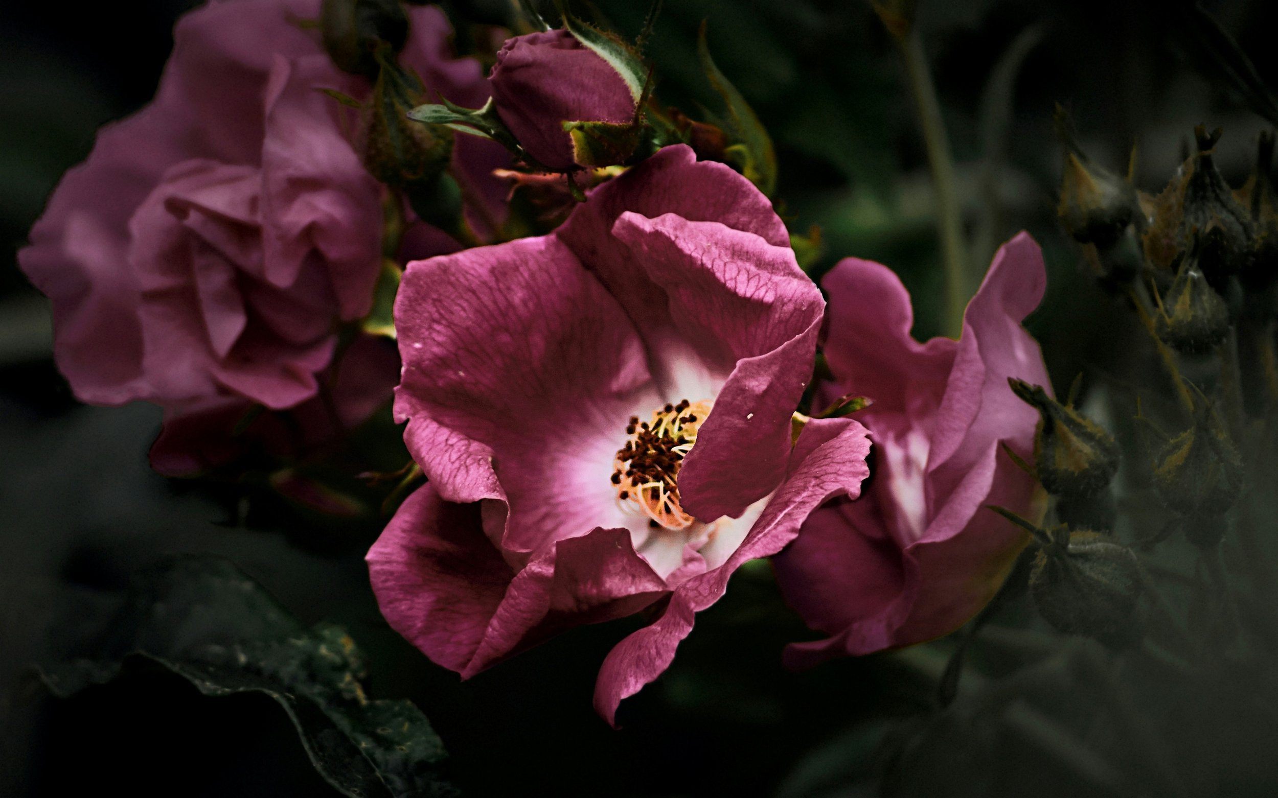 Close-up of a wilted pink flower with dark background.
