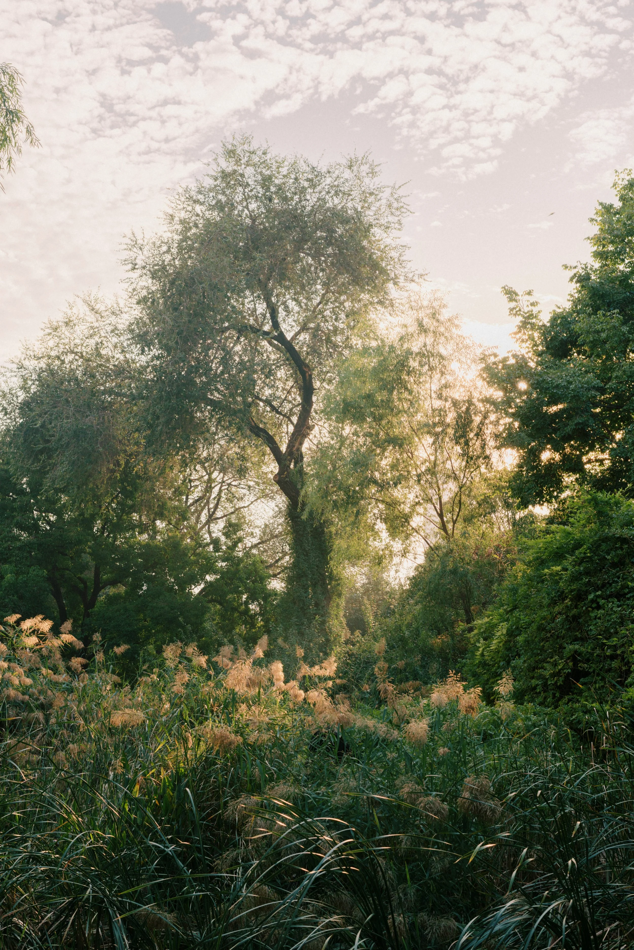 Sunlight filtering through trees over a lush, green forest with grass and plants in the foreground.