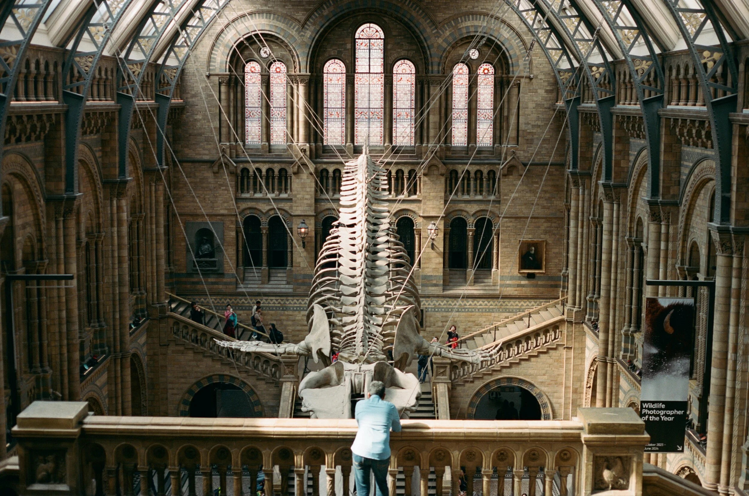 A person looking at the dinosaur skeleton fossil inside the Natural History Museum, with tall stained glass windows in the background