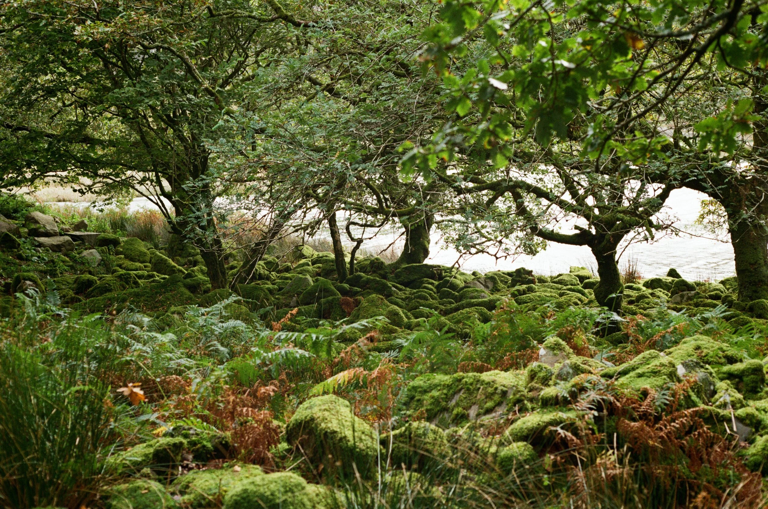 A lush green landscape with moss-covered rocks and ferns beneath several trees near a body of water in the background.