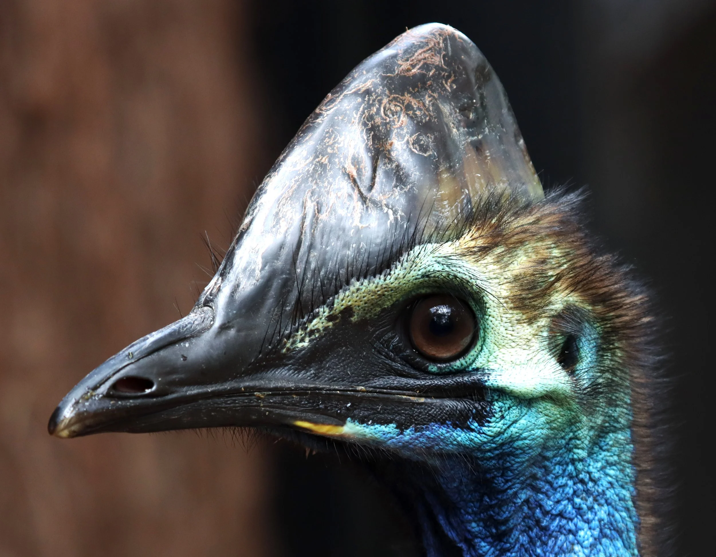 Close-up of a cassowary's head showing its beak, eye, and vibrant iridescent blue, green, and turquoise feathers, with a blurred background.