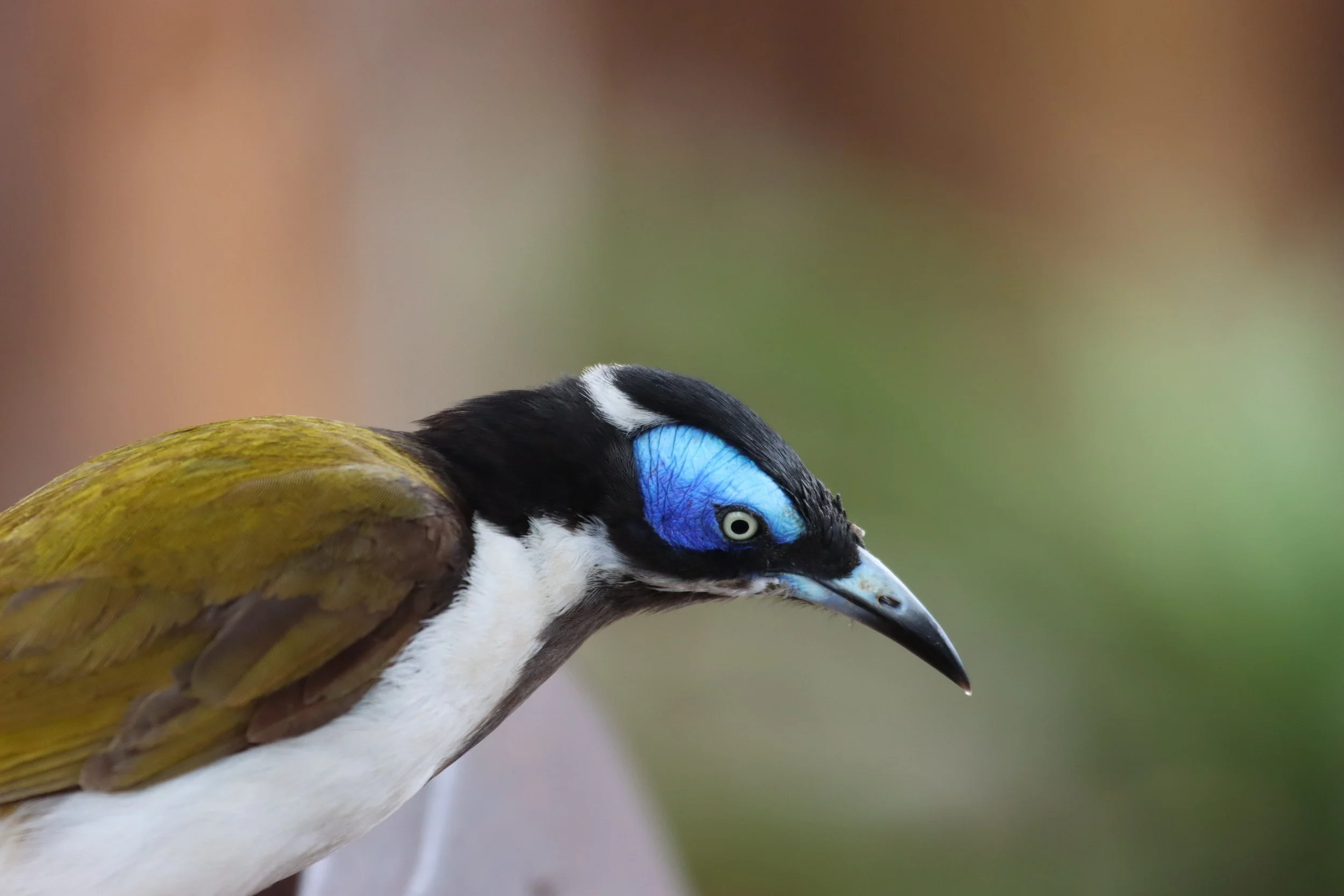 Close-up of a bird with vibrant blue facial markings, black and white head, and olive-green wings, against a blurred background.