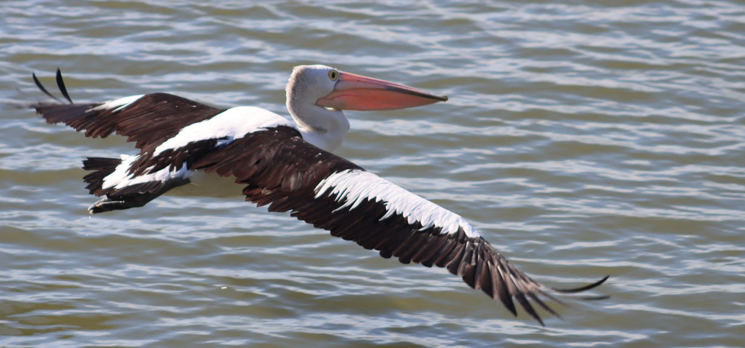 A pelican flying above water with its wings spread wide, showing black and white feathers, with a large pinkish beak and a white head.