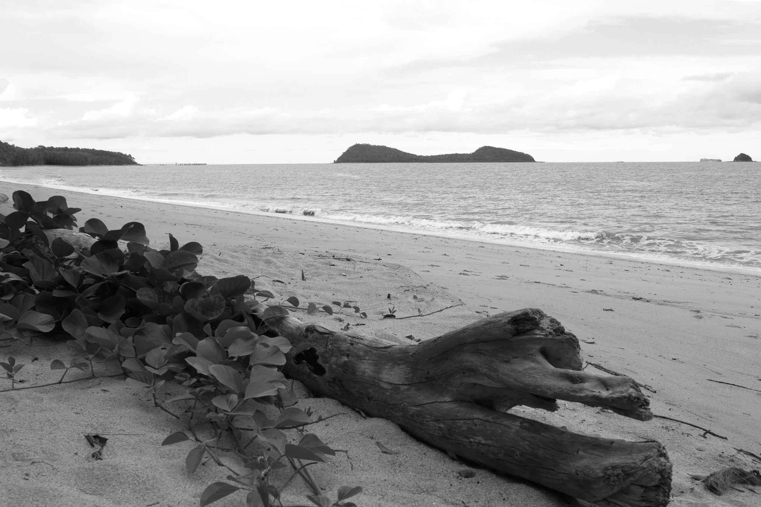Black and white photo of a beach with a piece of driftwood and vegetation in the foreground, gentle waves on the shore, and small islands in the distance under a cloudy sky.