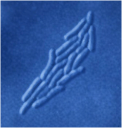 Estudio Mora therapy: Medicina Biofísica