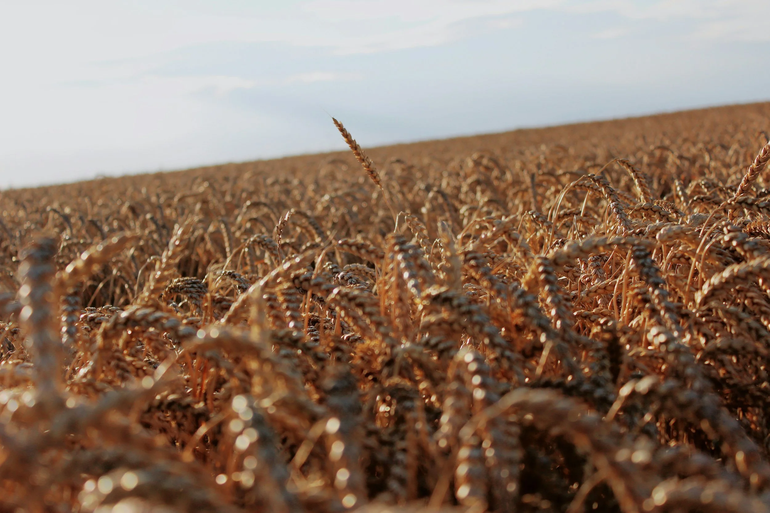 Gluten: ¿por qué cada vez más personas tienen problemas para tolerarlo?