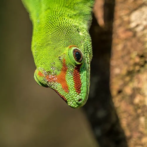 Grosser Madagaskar-Taggecko, Zoo Zürich