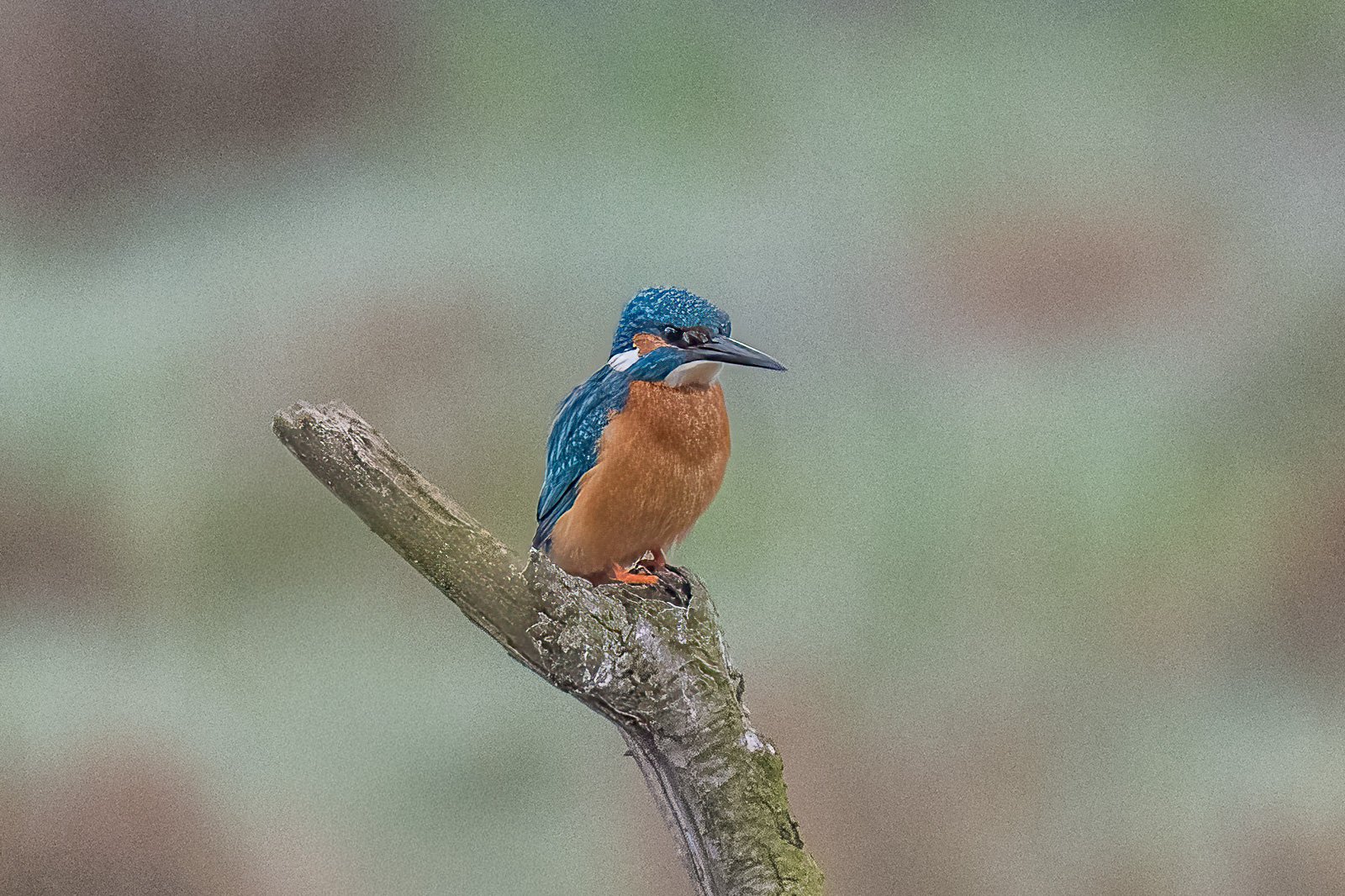 Eisvogel