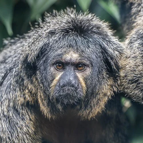 Springtamarin, Zoo Zürich