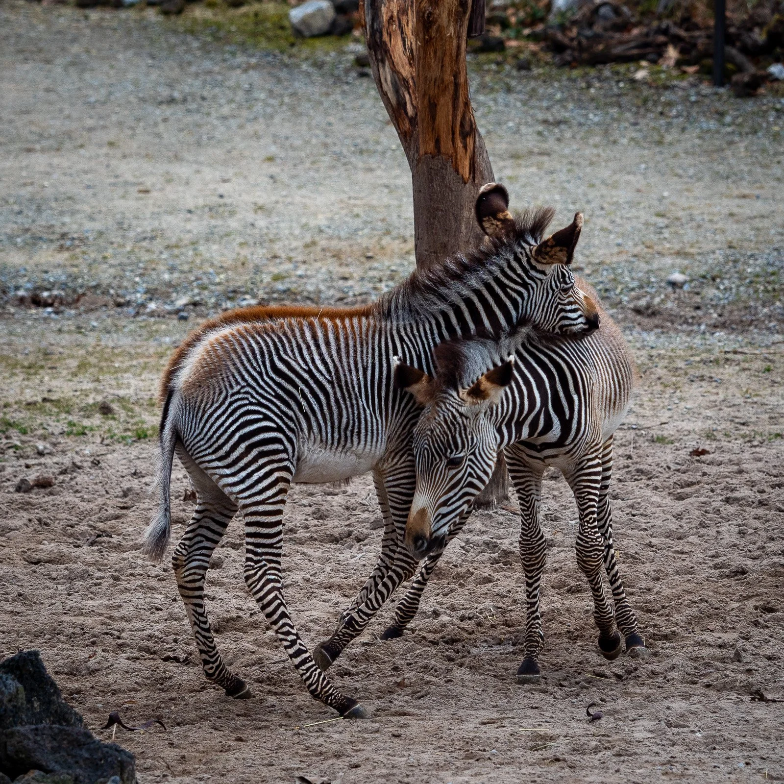 junge Grevyzebras, Zoo Zürich