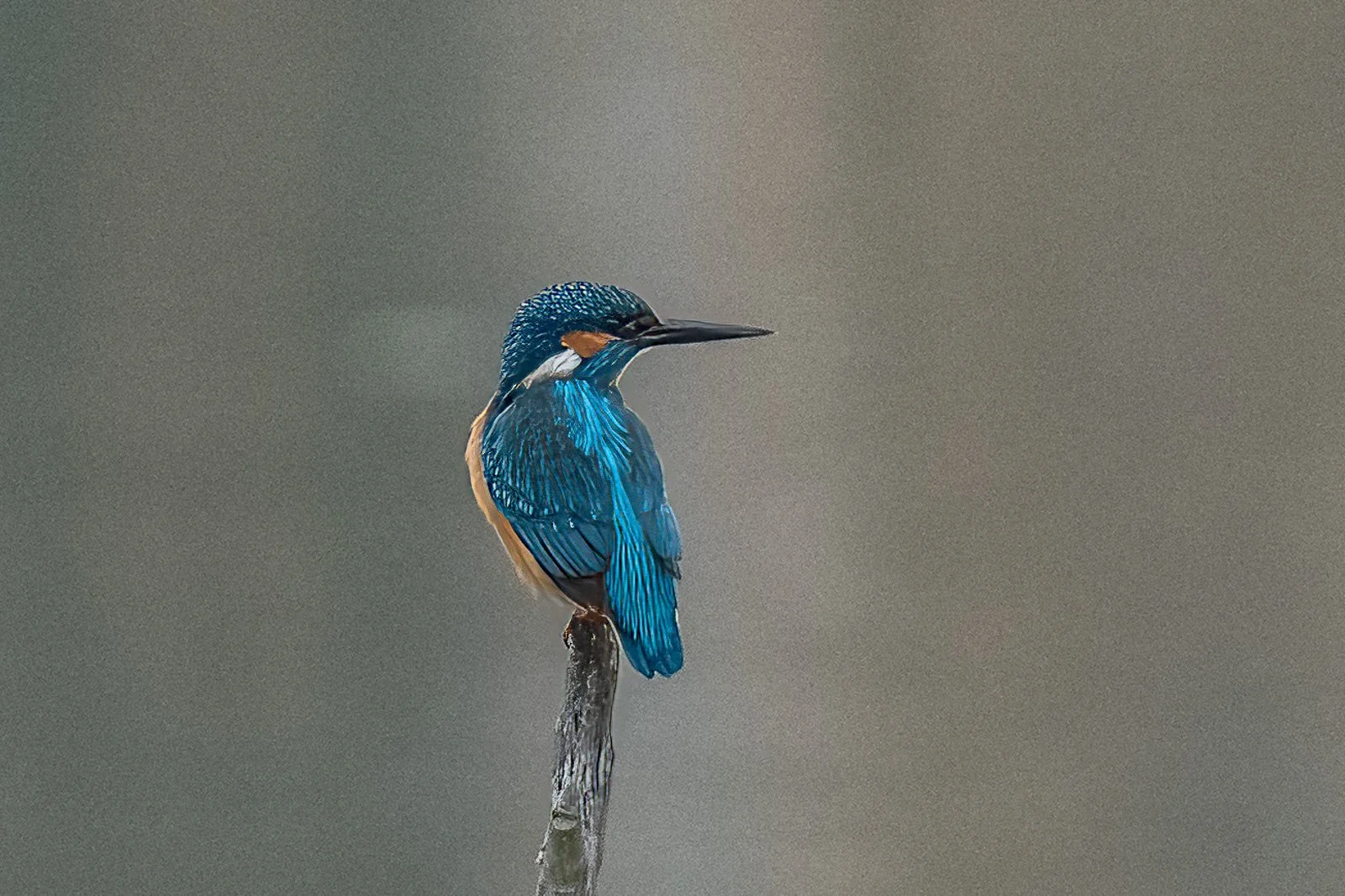 Eisvogel
