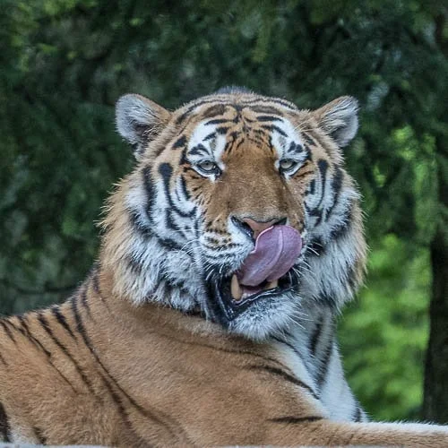 Amurtiger, Zoo Zürich