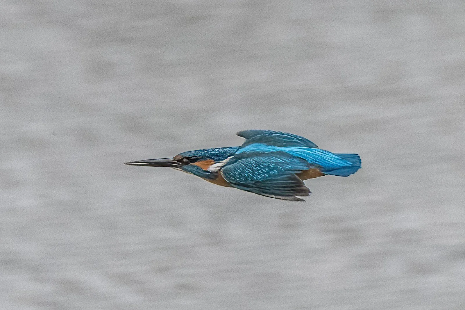 Eisvogel