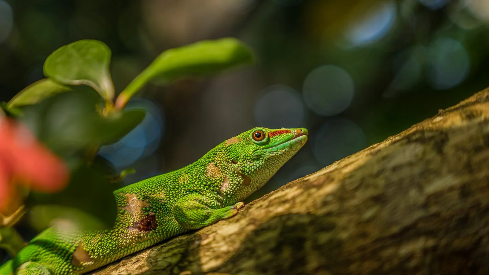 bueb-fotografie-tiere -PS1R1286.jpg
