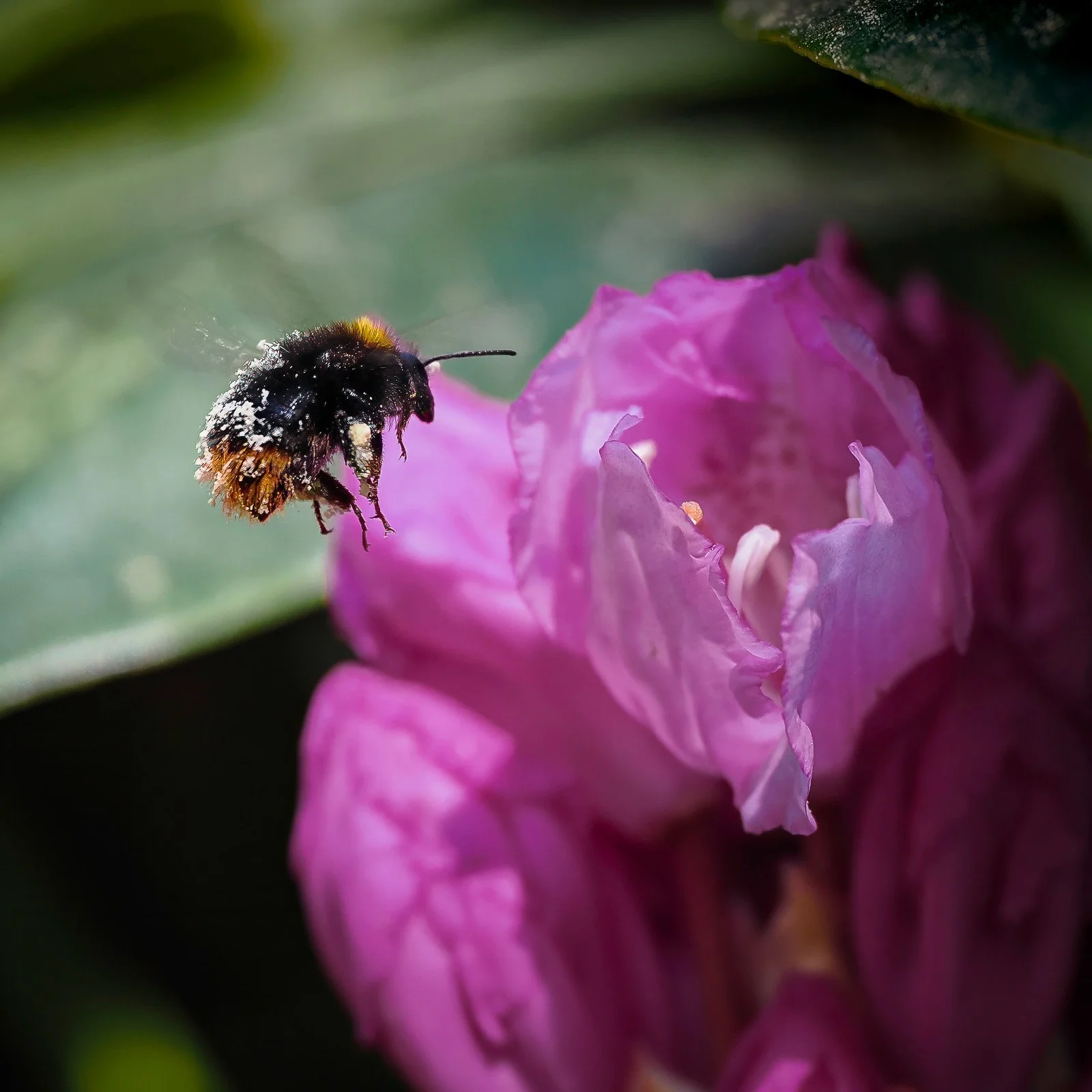 Rhododendron, Seleger Moor