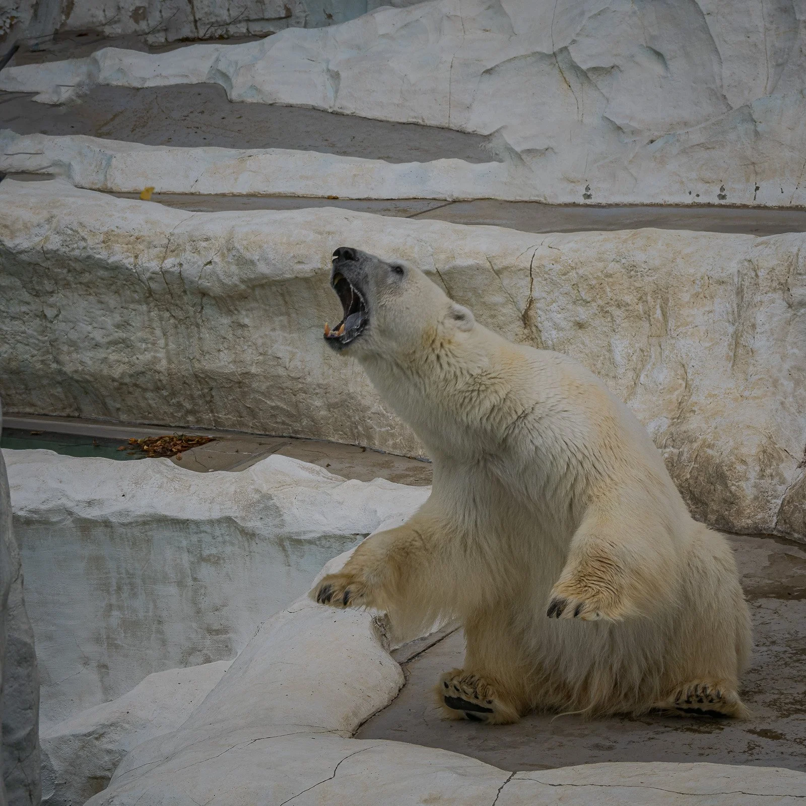 Eisbär, Ueno Zoo, Tokyo