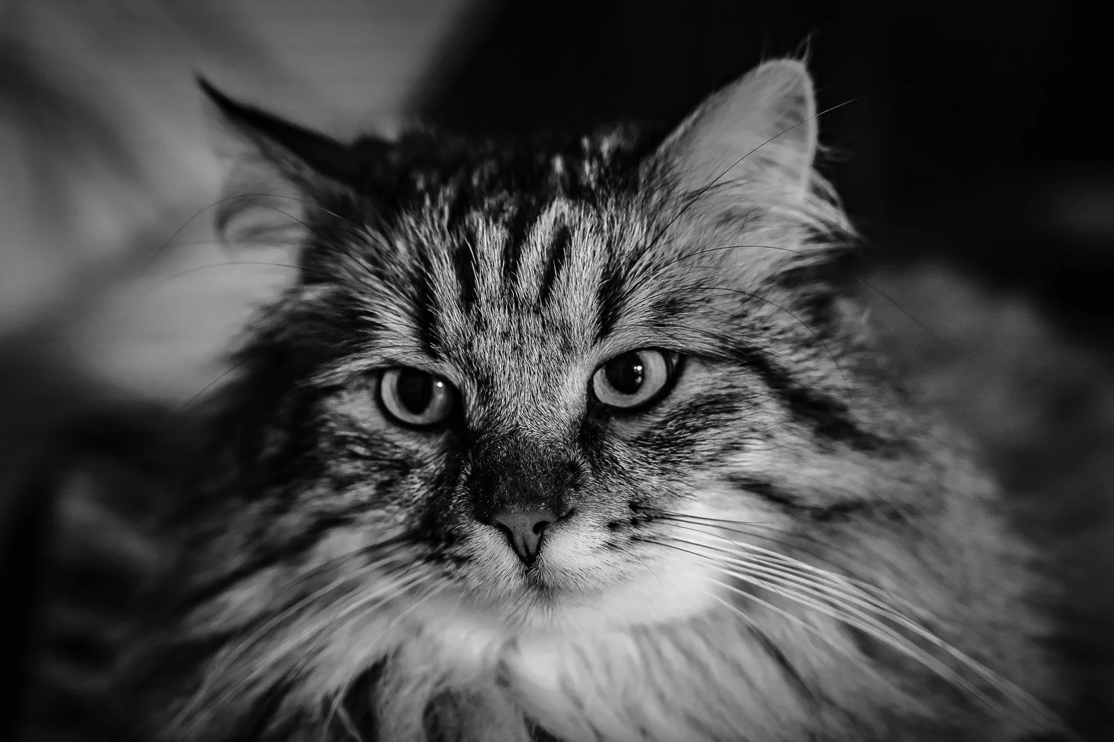 bueb-fotografie-tiere -PS1R1165.jpg