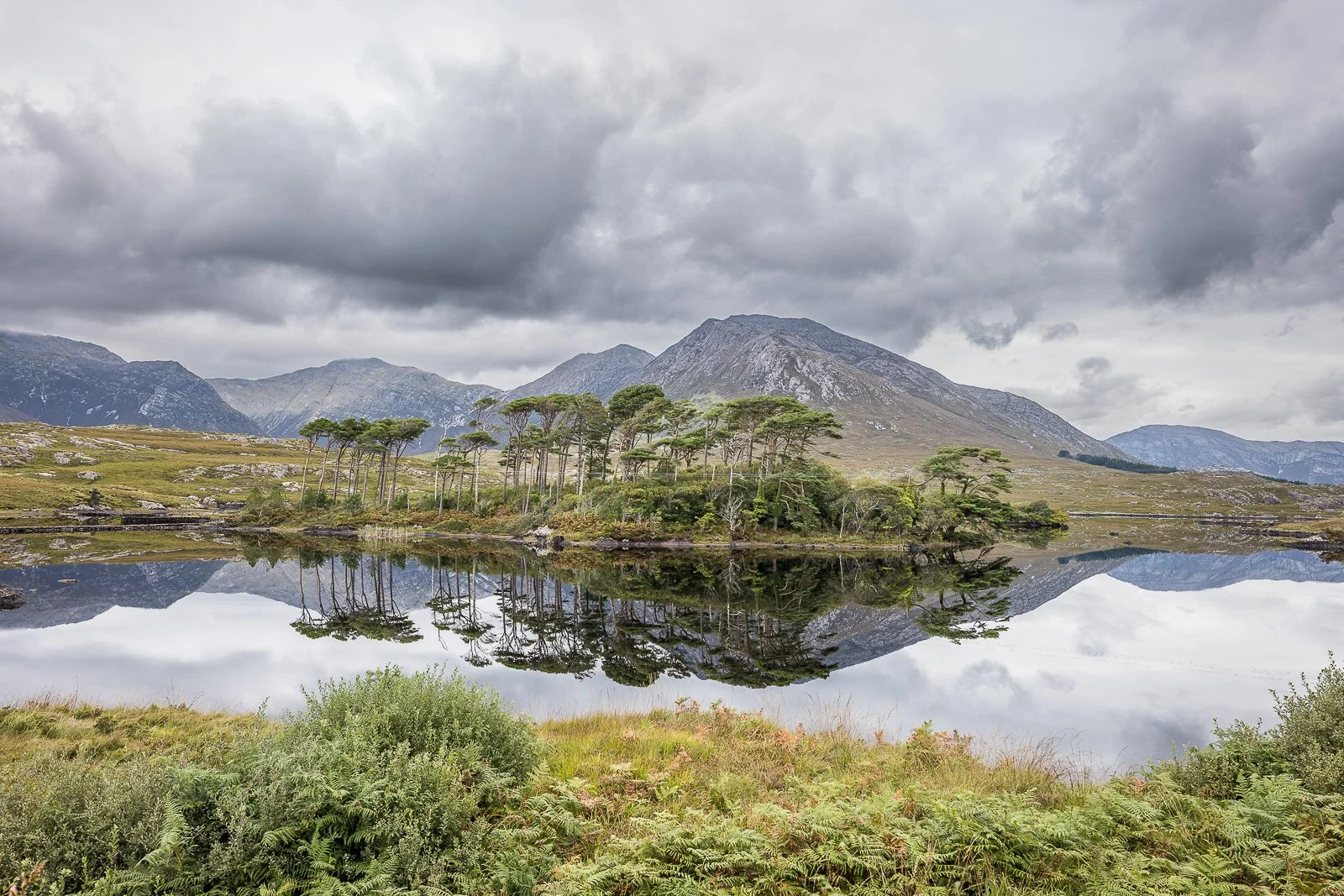 Pine Island, Irland