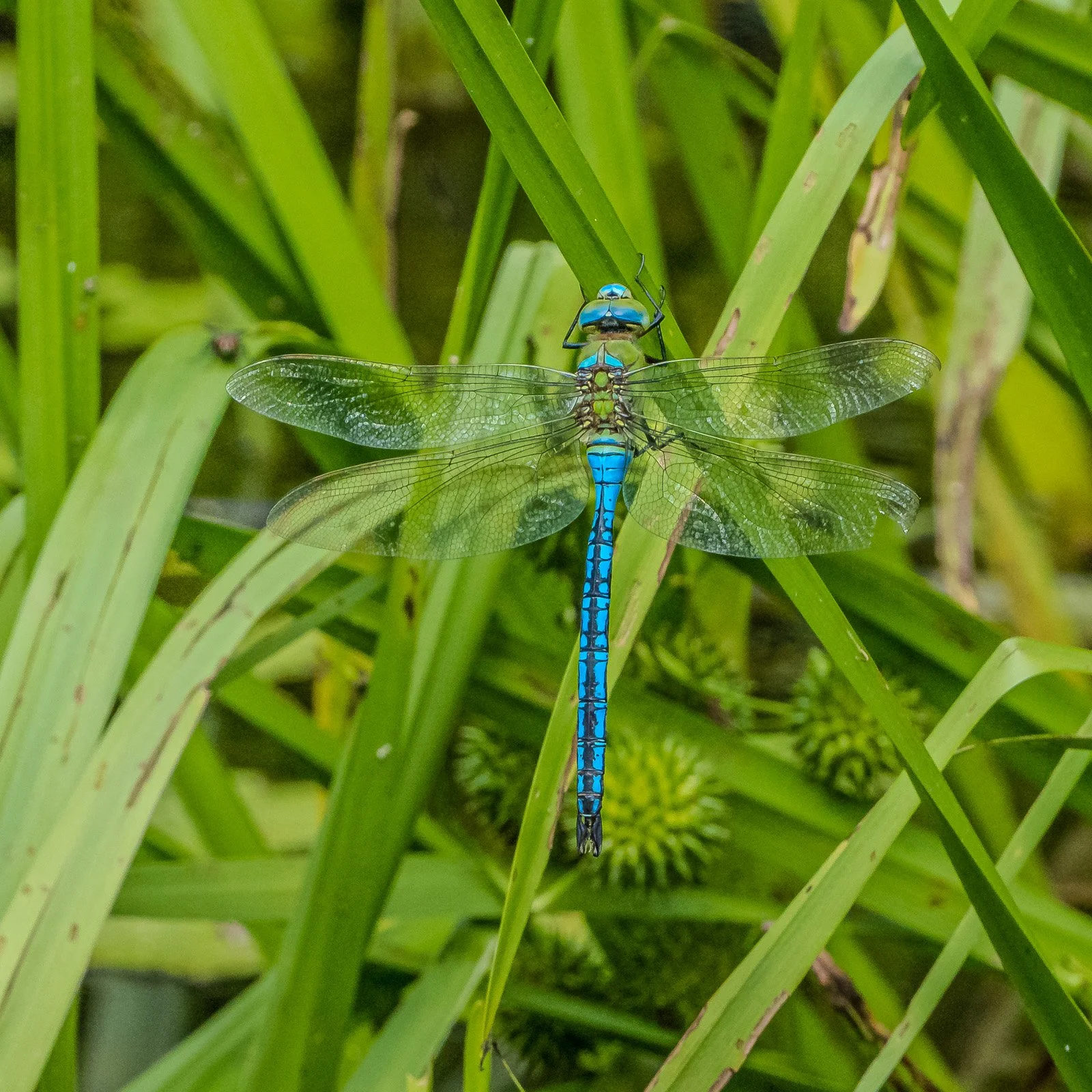 bueb-fotografie-tiere -PS1R9327.jpg
