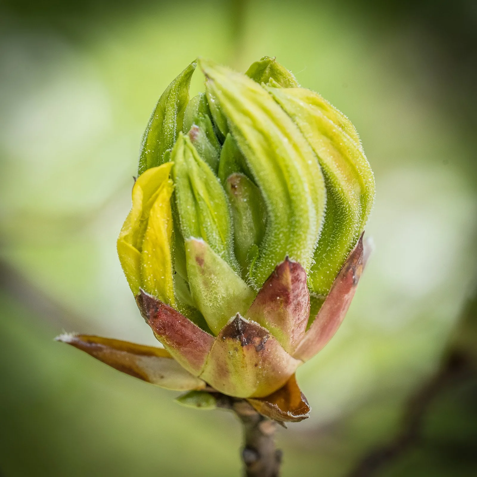bueb-fotografie-natur -PS5_5439.jpg