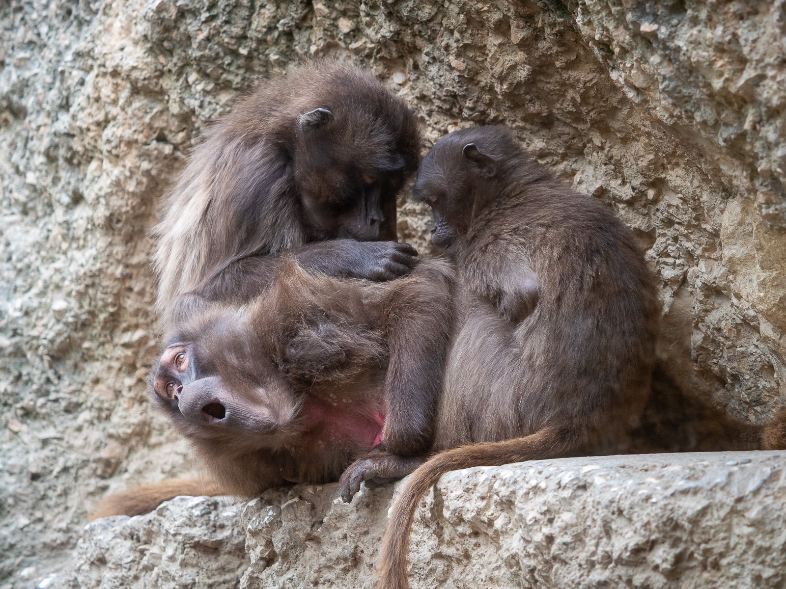 Dscheladas, Zoo Zürich