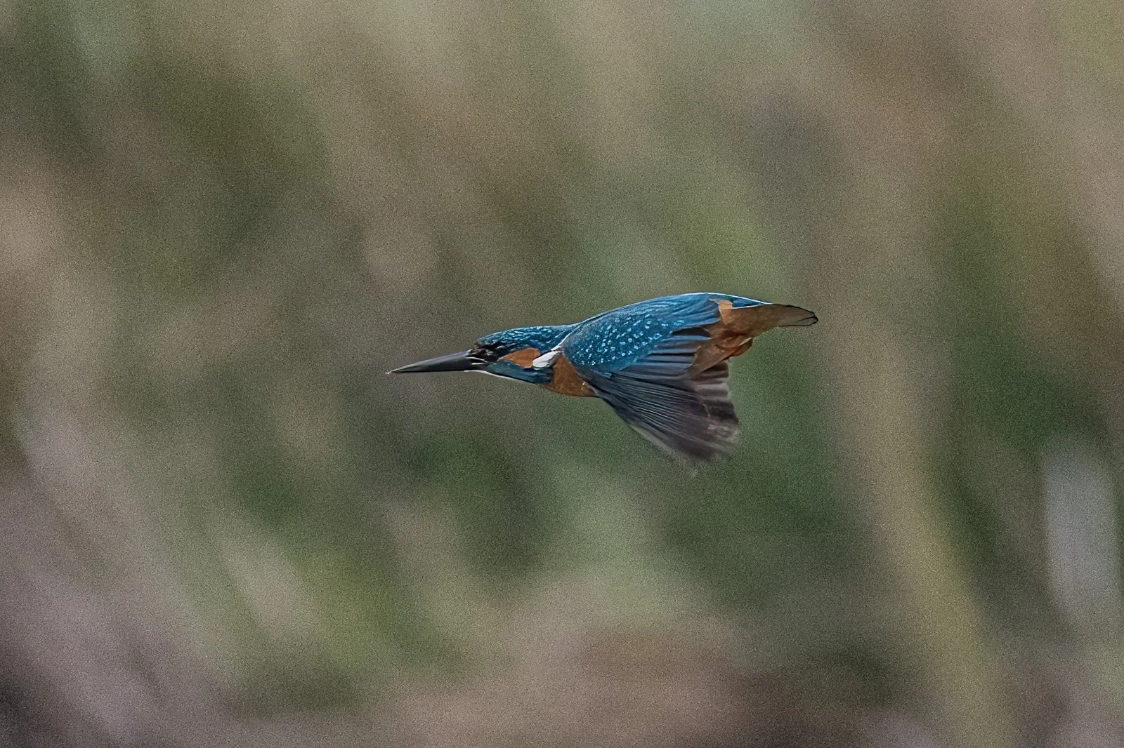 Eisvogel