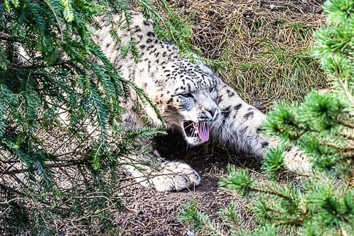 Schneeleopard, Zoo Zürich