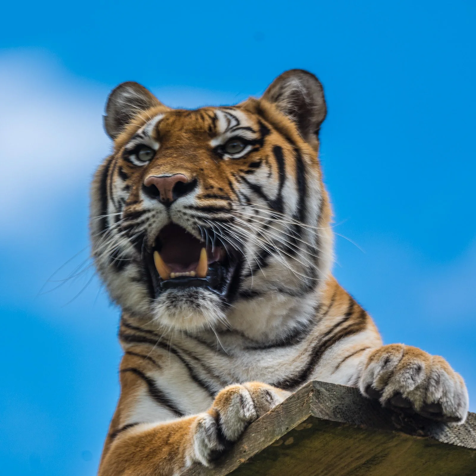 bueb-fotografie-tiere -PS1R0346.jpg