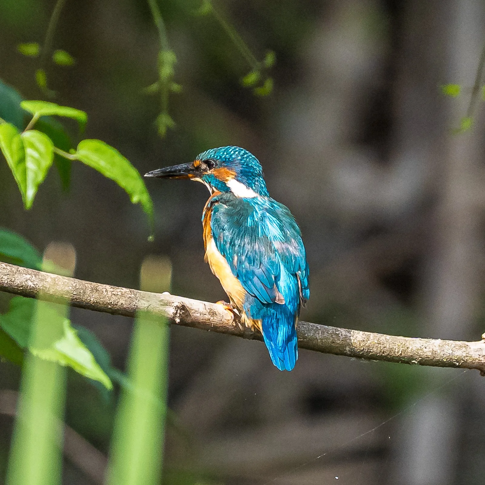 bueb-fotografie-tiere -PS1R0603.jpg