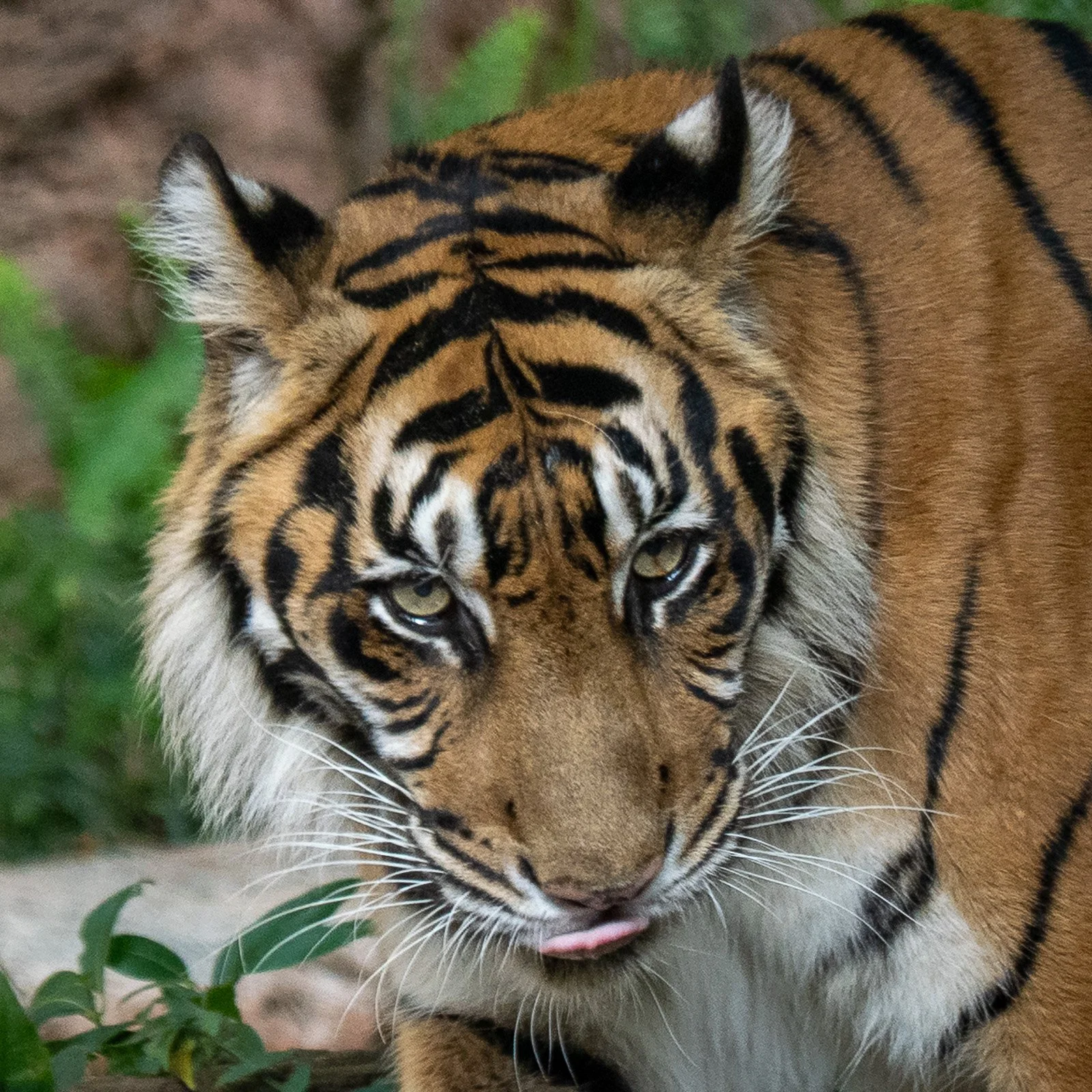 Tiere