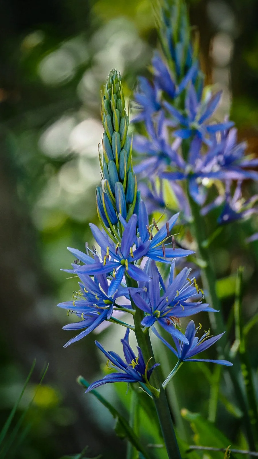 Natur