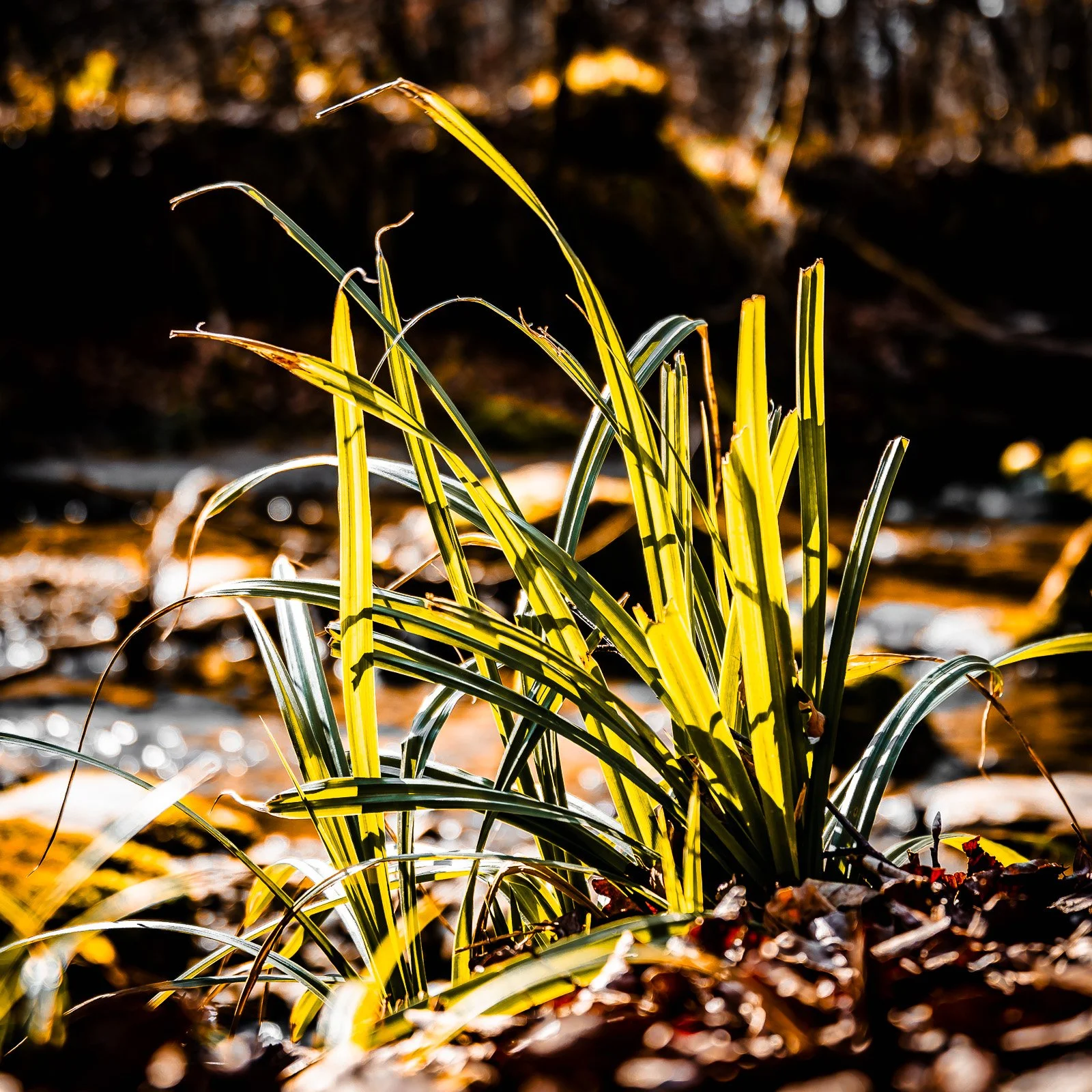 Natur