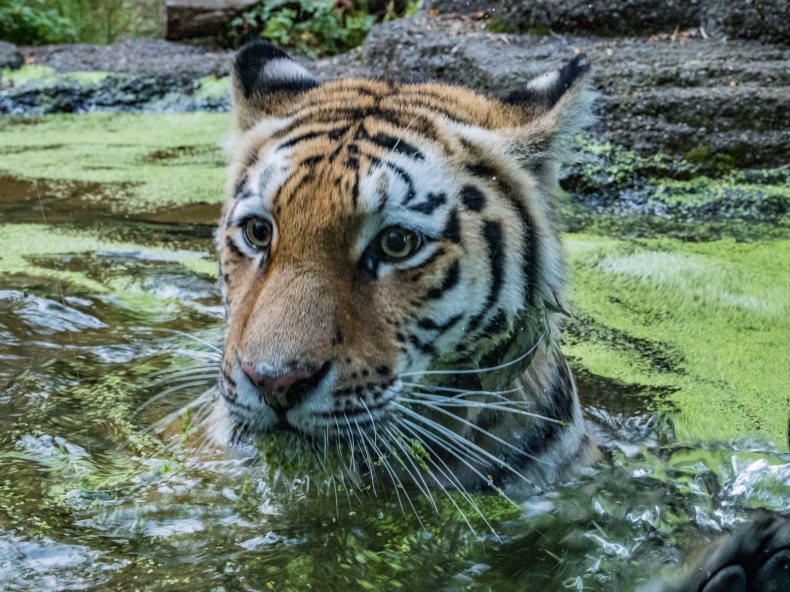 Amurtiger, Zoo Zürich