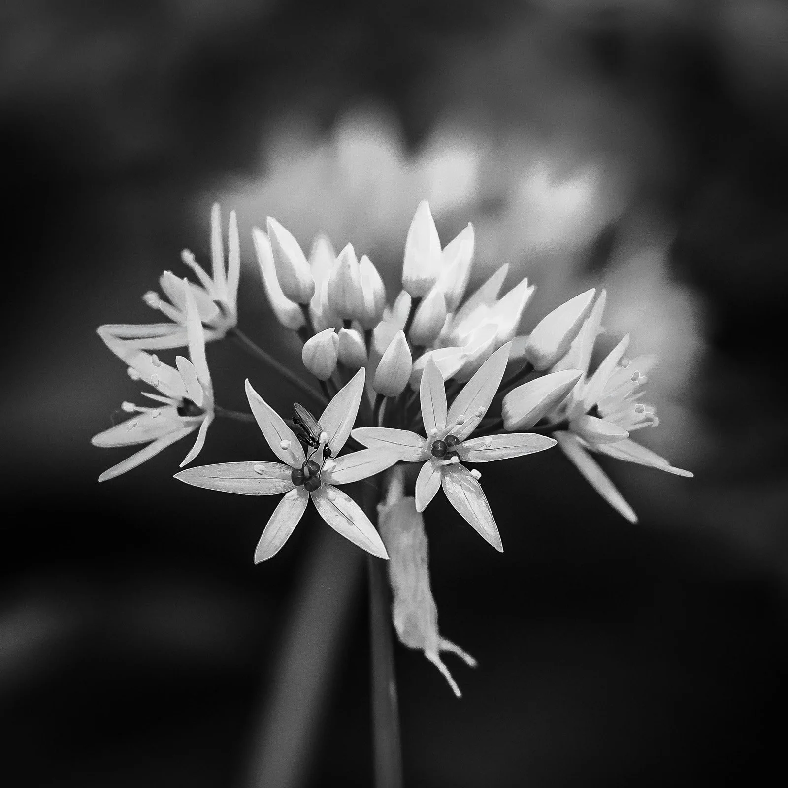 bueb-fotografie-s-w-P4300366.jpg
