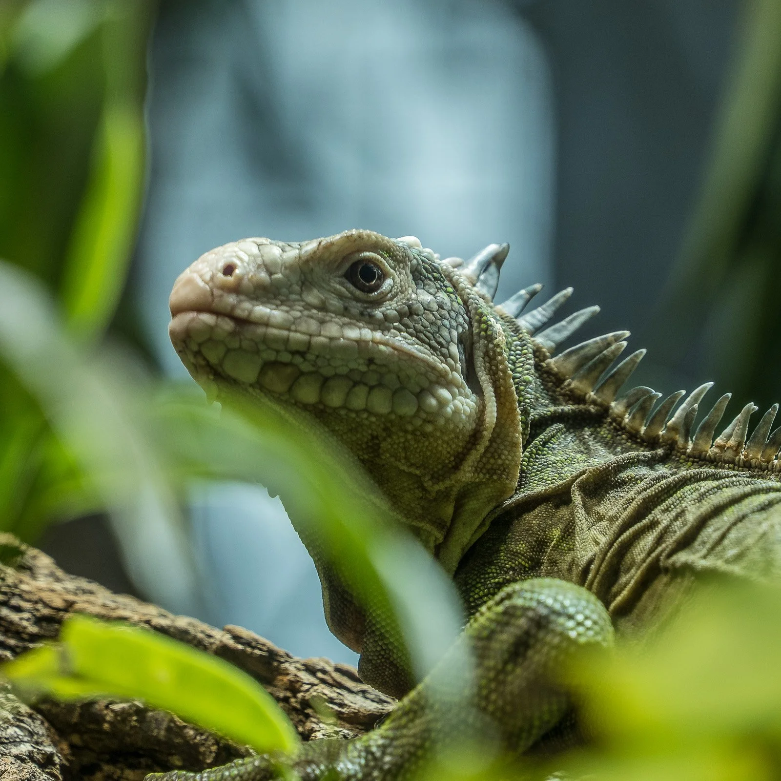 Kleiner Antillen-Leguan, Zoo Zürich